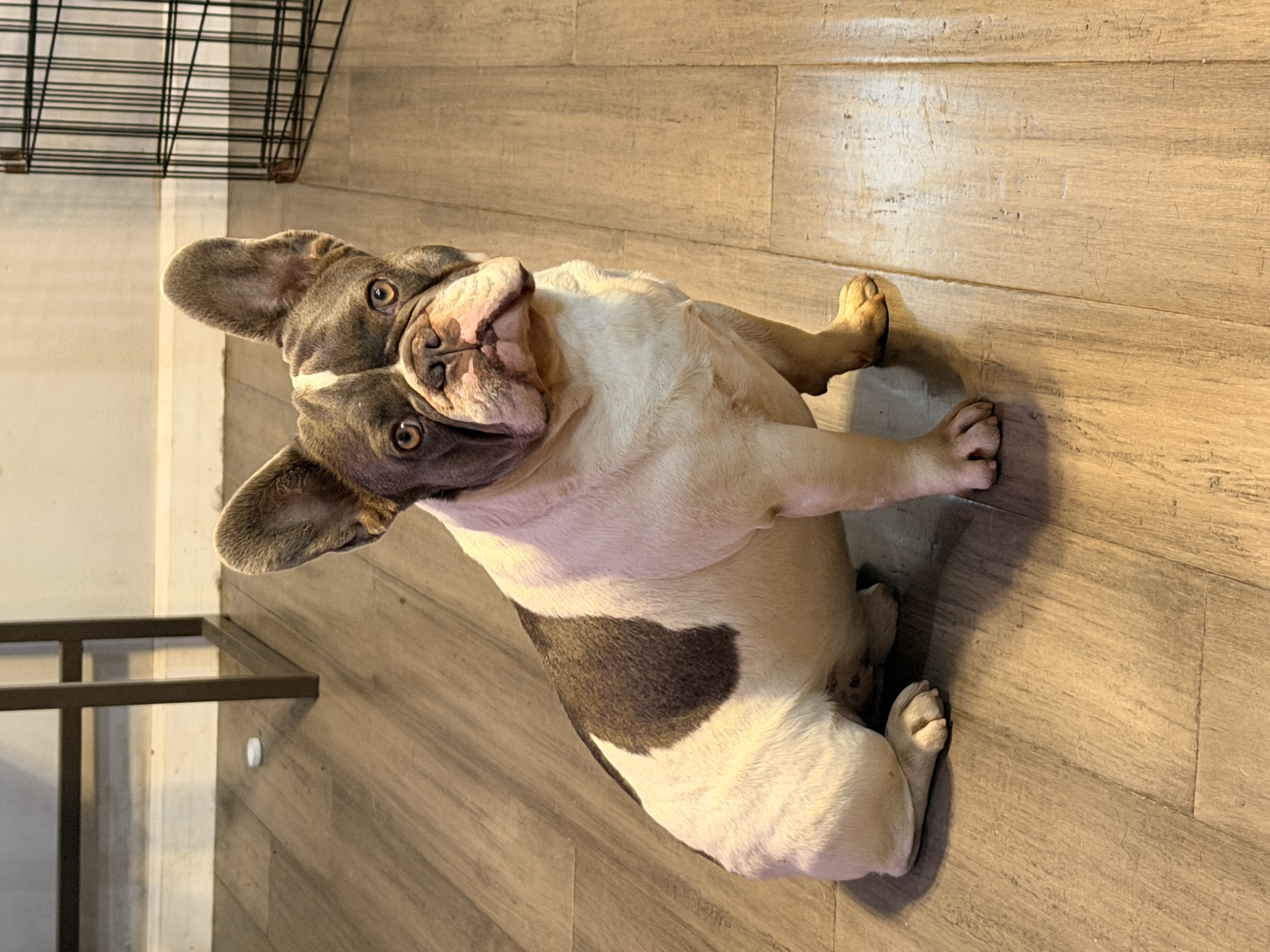 French Bulldog 