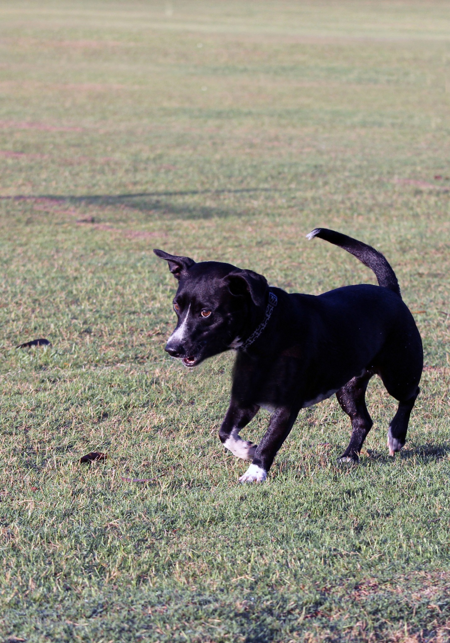 img-blur-shadow