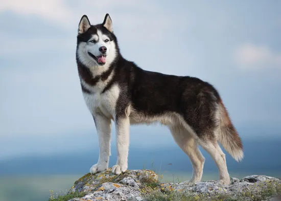 img-blur-shadow